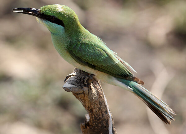 Green Bee-eater