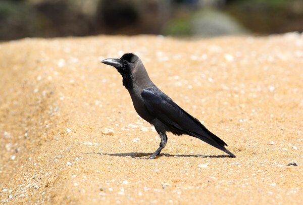House Crow