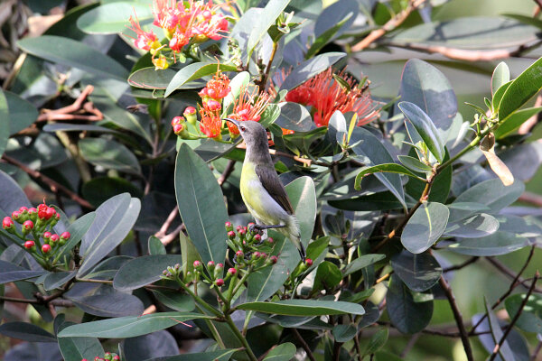 Purple-rumped Sunbird