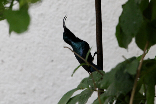 Purple Sunbird