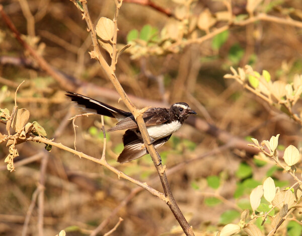 White-browed Fantail