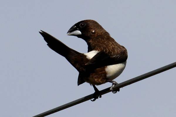 White-rumped Munia