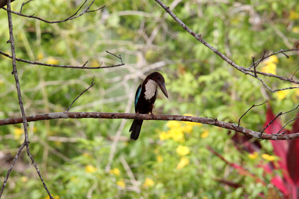 White-throated Kingfisher