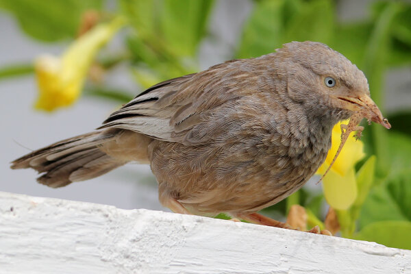 Yellow-billed Babbler