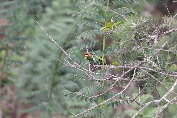Chestnut-headed Bee-eater