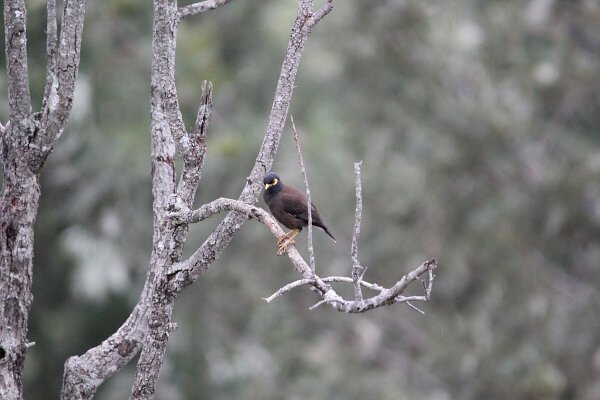 Common Myna