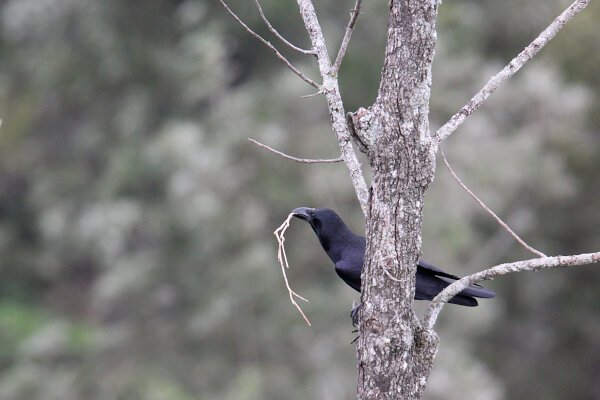 Indian Jungle Crow