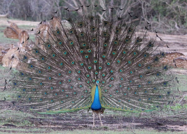 Indian Peafowl