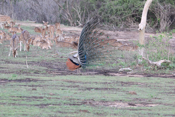 Indian Peafowl