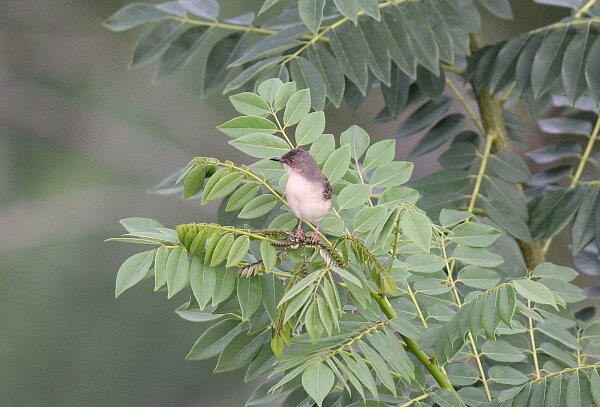 Jungle Prinia