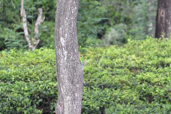 Plum-headed Parakeet