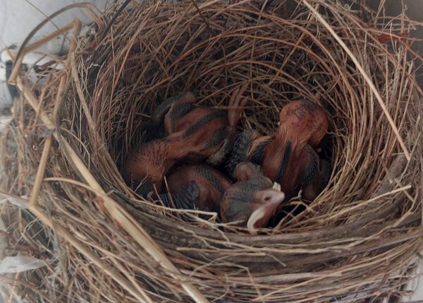 Red-vented Bulbul Chicks