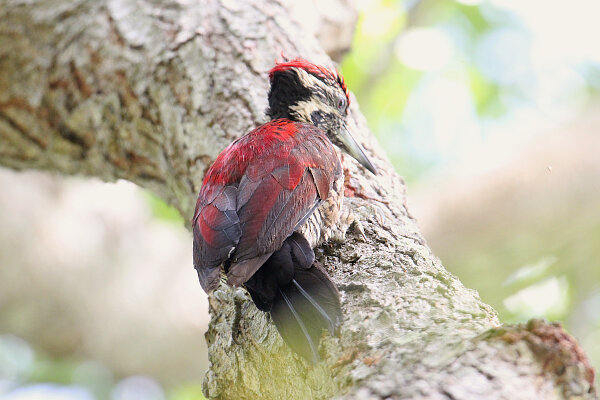 Red-backed Woodpecker
