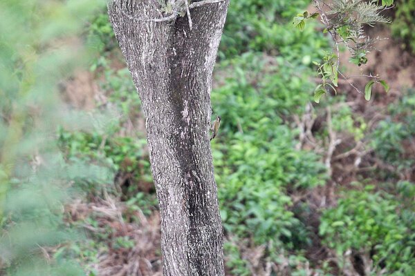 Streak-throated Woodpecker