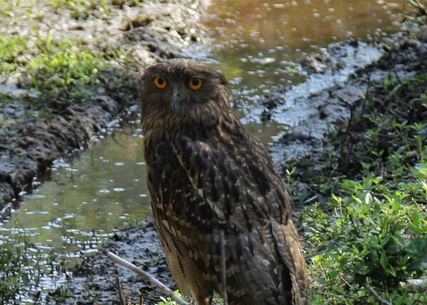 Brown Fish Owl