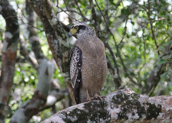 Crested Serpent-eagle
