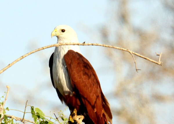 Brahminy Kite
