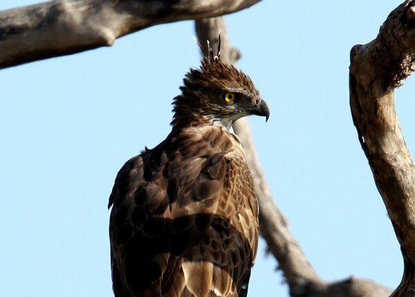 Crested Hawk-eagle