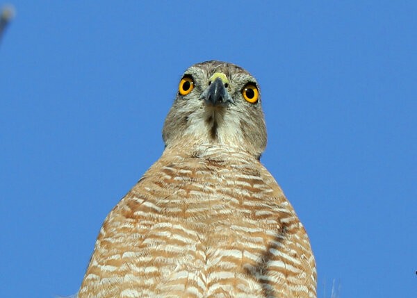 Shikra