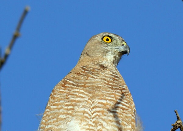 Shikra