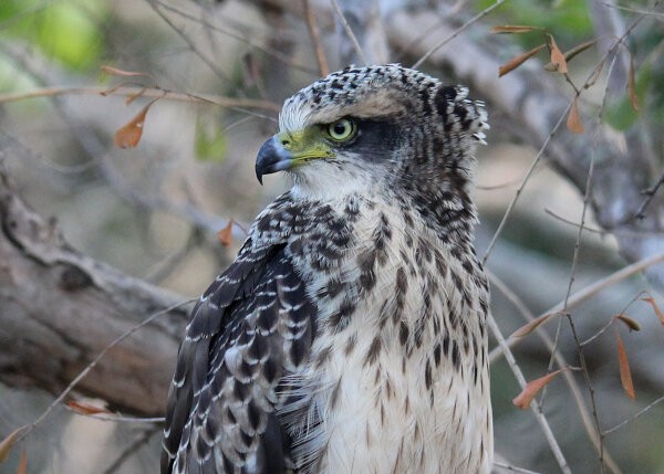 Crested Serpent Eagle
