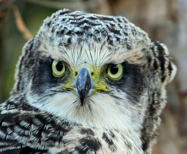 Hunter & Prey Birds