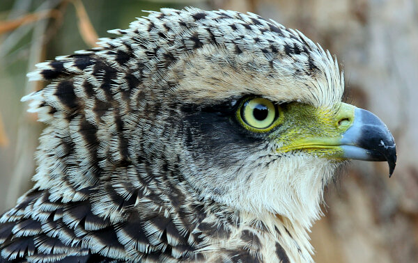 Crested Serpent Eagle