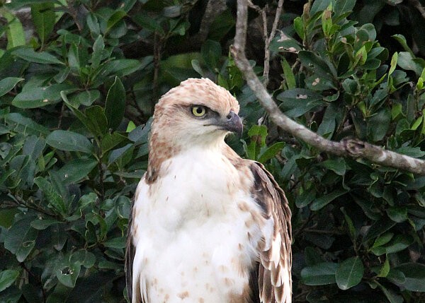 Crested Hawk-eagle
