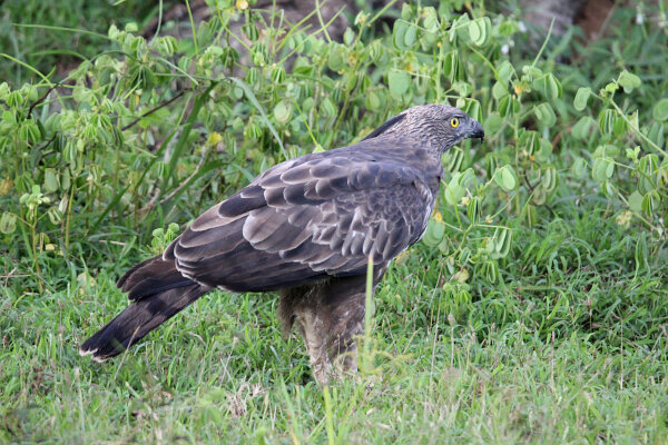 Crested Hawk-eagle