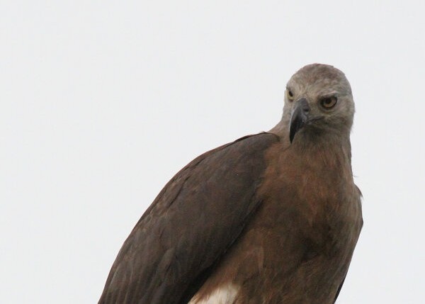 Grey-headed Fish Eagle