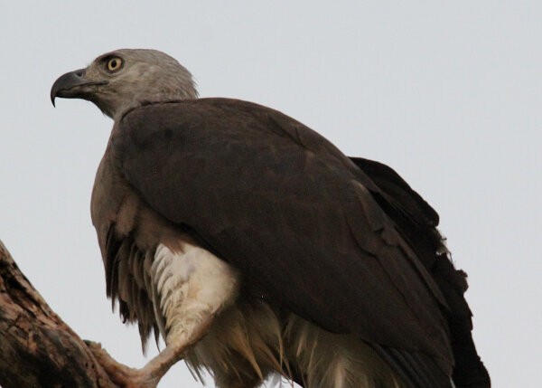 Grey-headed Fish Eagle
