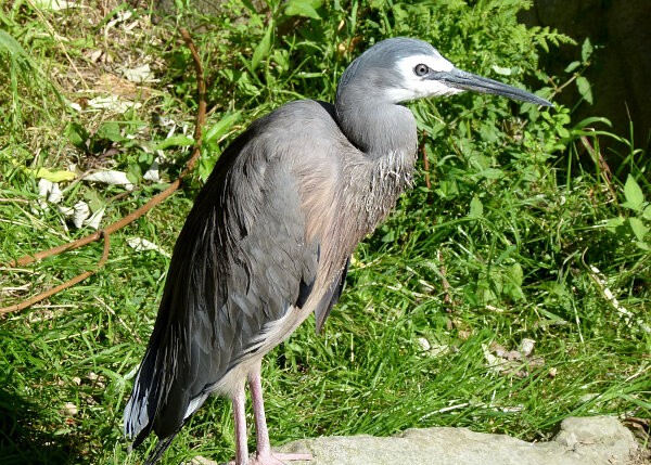 White-faced Heron