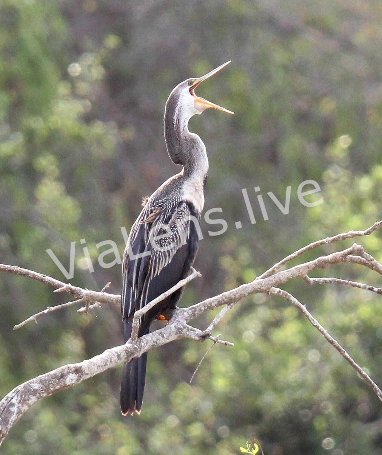Oriental Darter photography