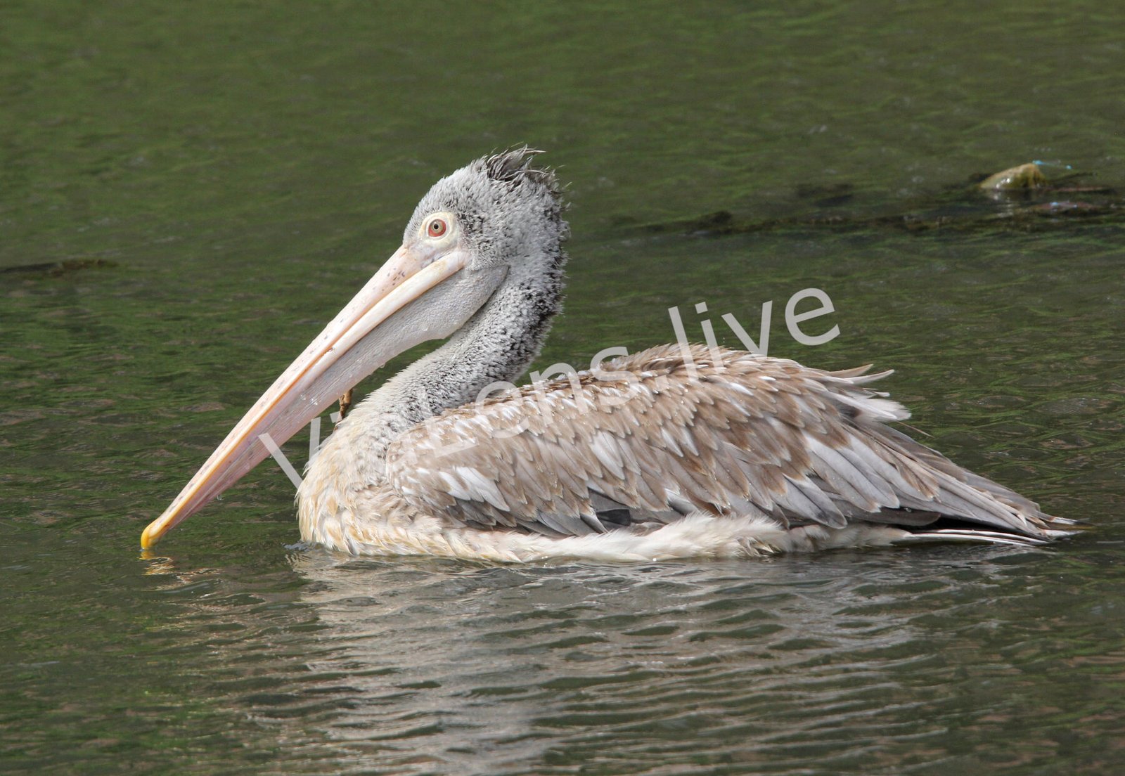 Water & Wetland Birds photography