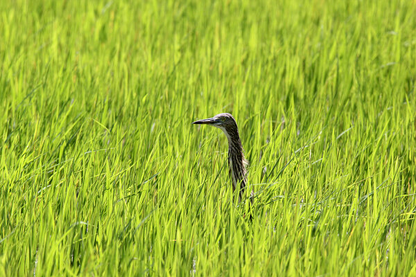 Indian Pond Heron