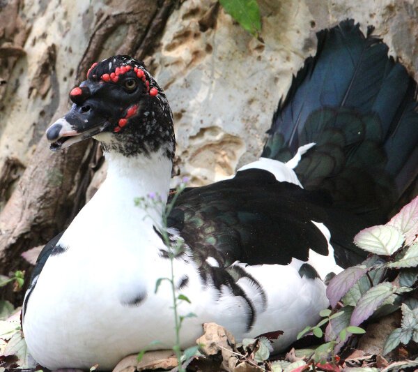 Muscovy Duck