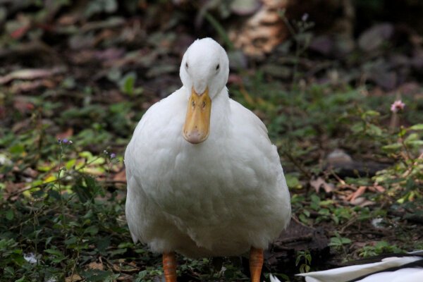 Domestic Pekin Duck
