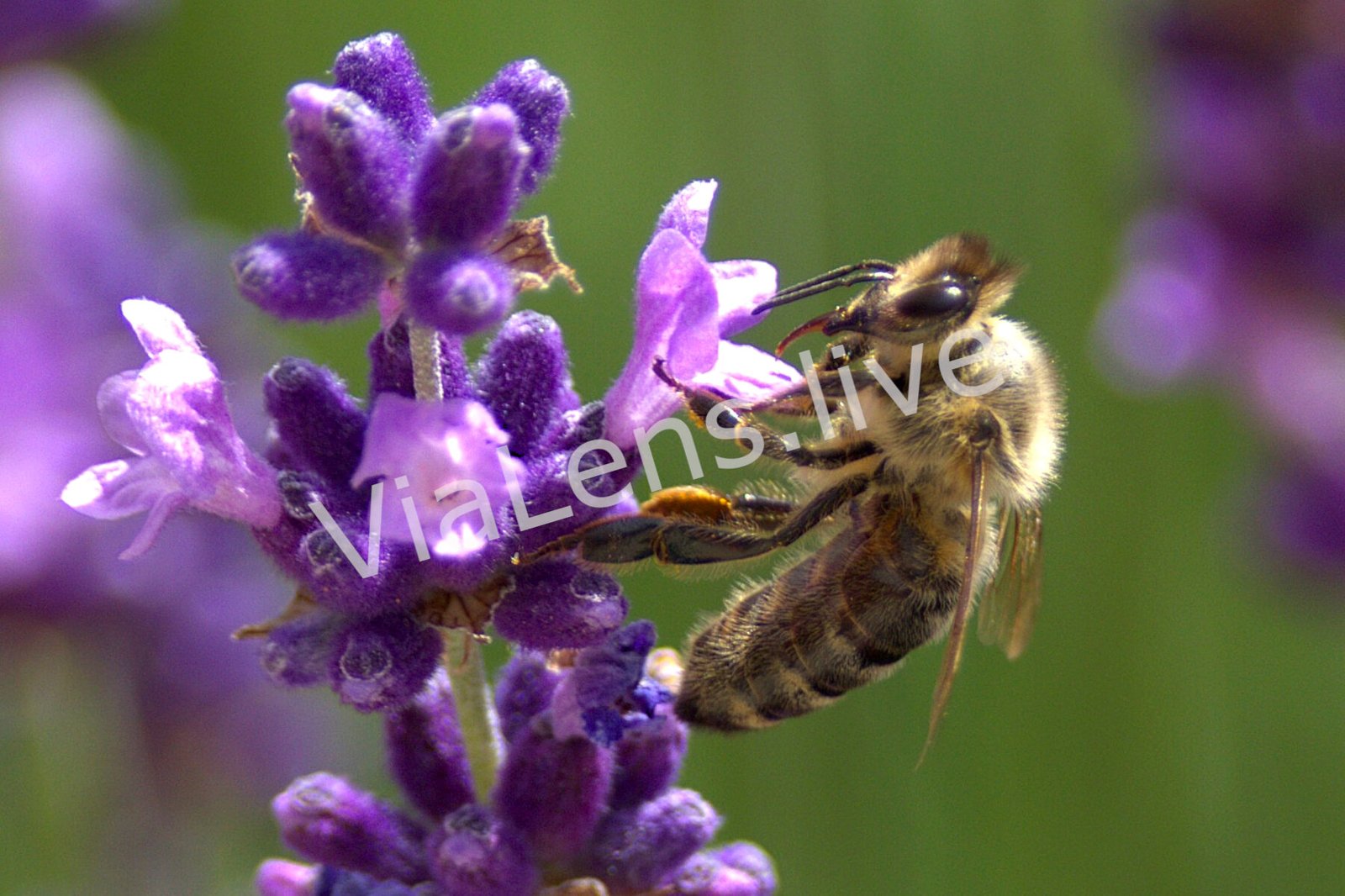 Ants, Bees & Wasps photography