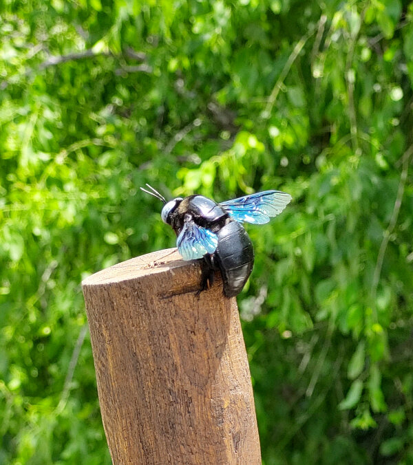 Insects