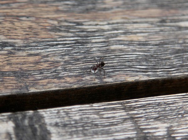 Ant Carrying Food