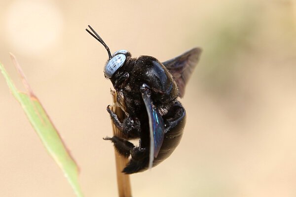 Carpenter Bee