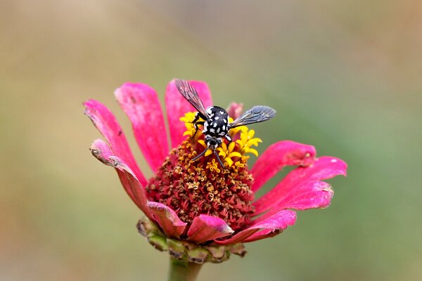 Mason Wasp
