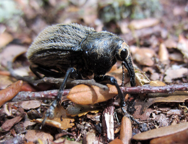 Beetles