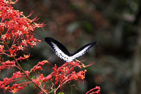 Blue Mormon