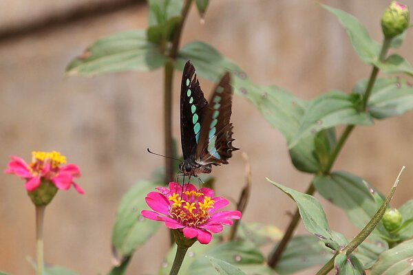 Common Bluebottle