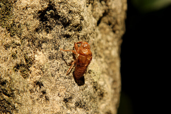 Other Insects