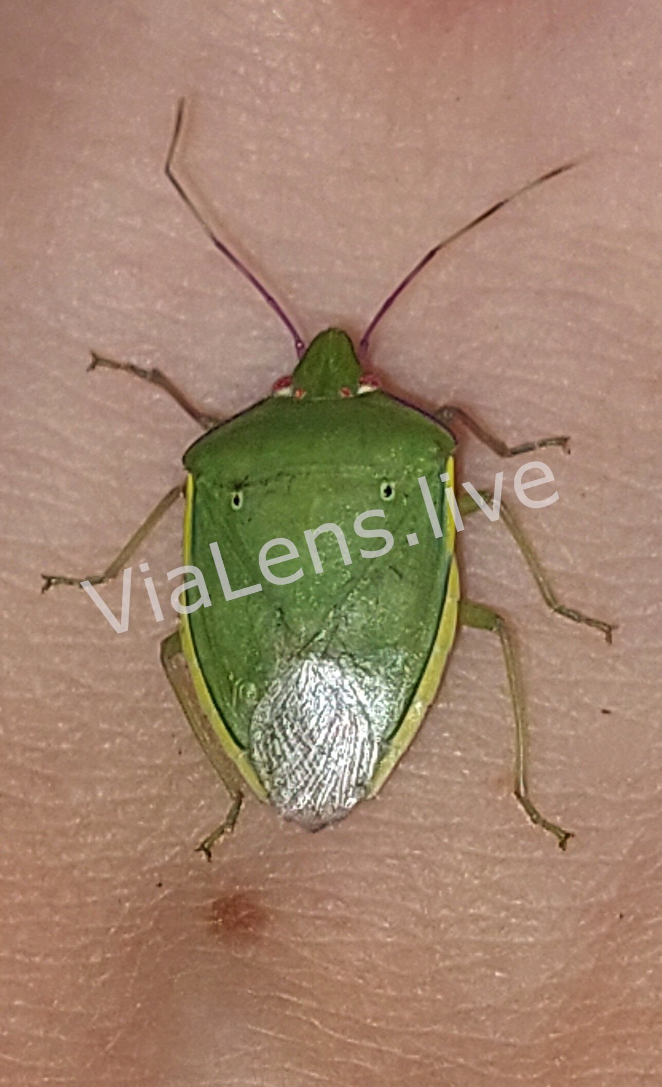 True Bugs photography