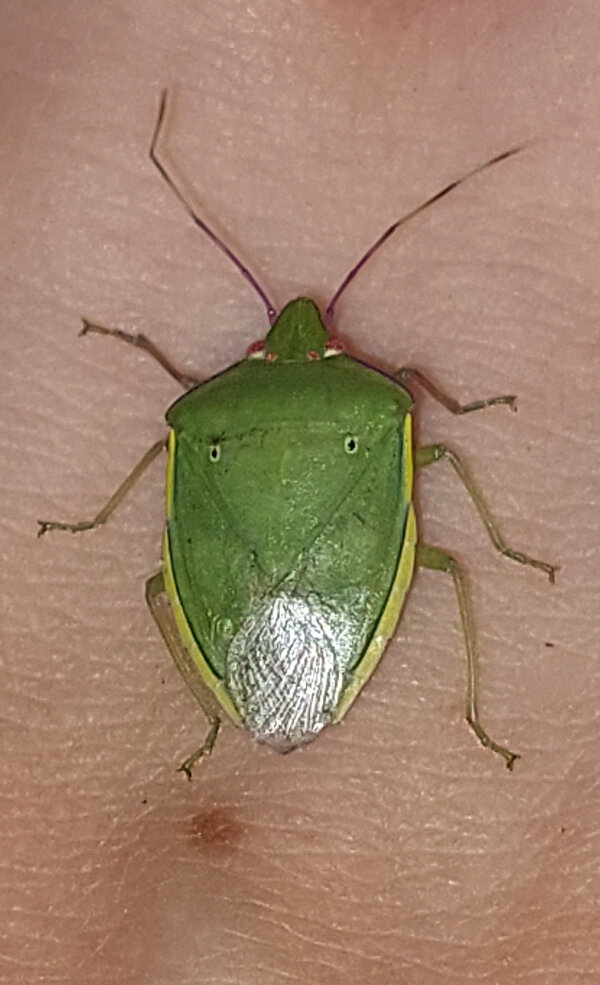 True Bugs