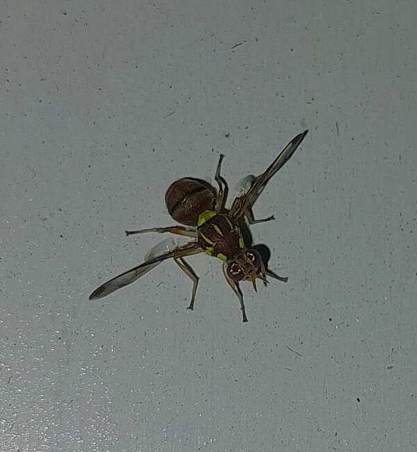 True Flies