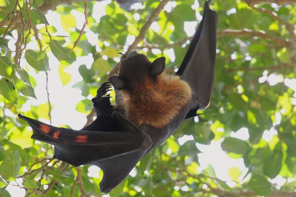 Indian Flying Fox